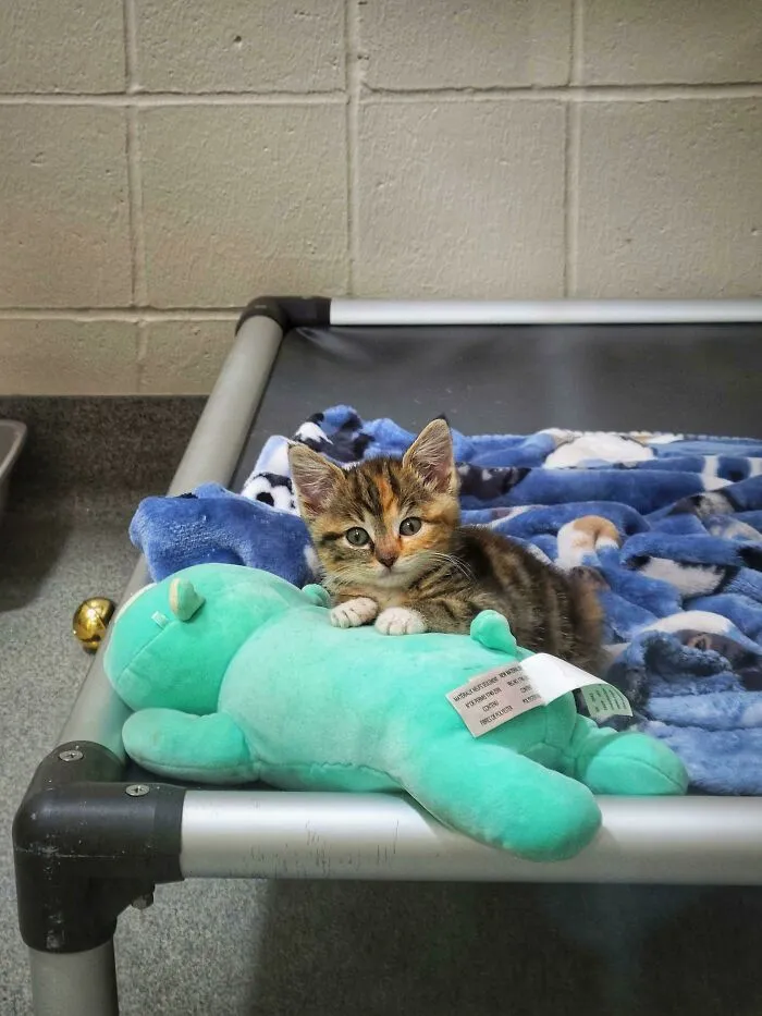 Recently Adopted This Polite Young Lady. Meet Mooncake!