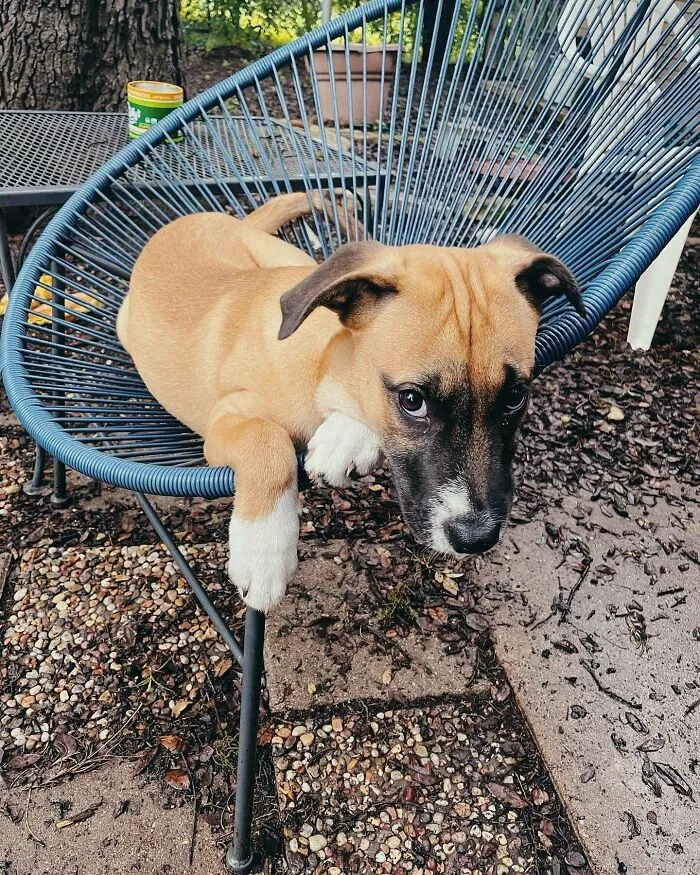 Meet Eugene. He’s A Parvo Survivor That I Fostered For Over A Month, And After 2 Failed Pending Adoptions I Took It As A Sign From The Universe That He Was Meant To Stay Forever