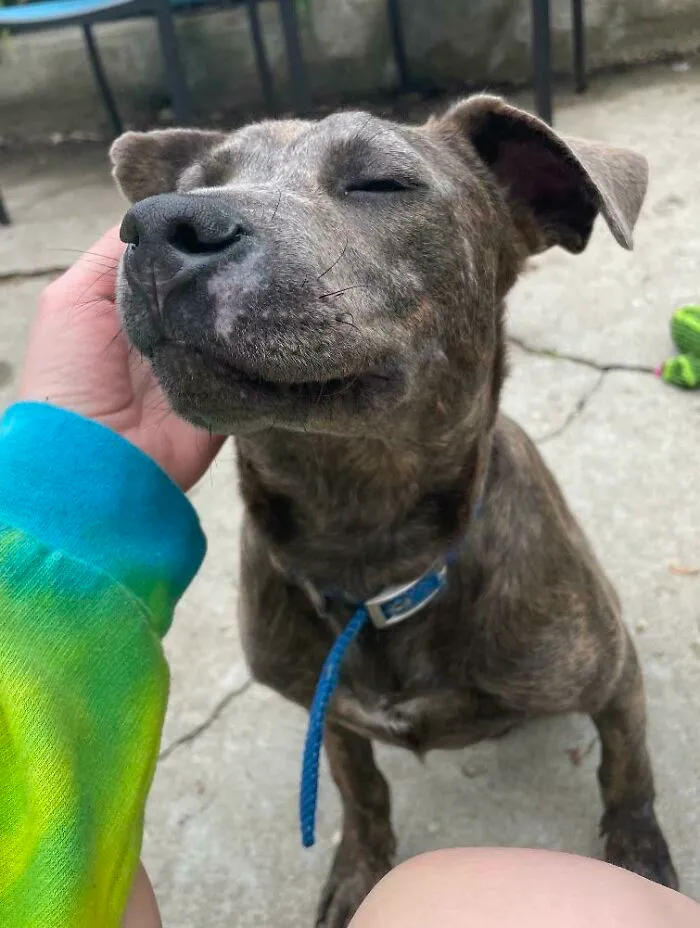 We Adopted A 6 Month Old Pit/Lab Mix Yesterday, Say Hello To Larry Everybody!