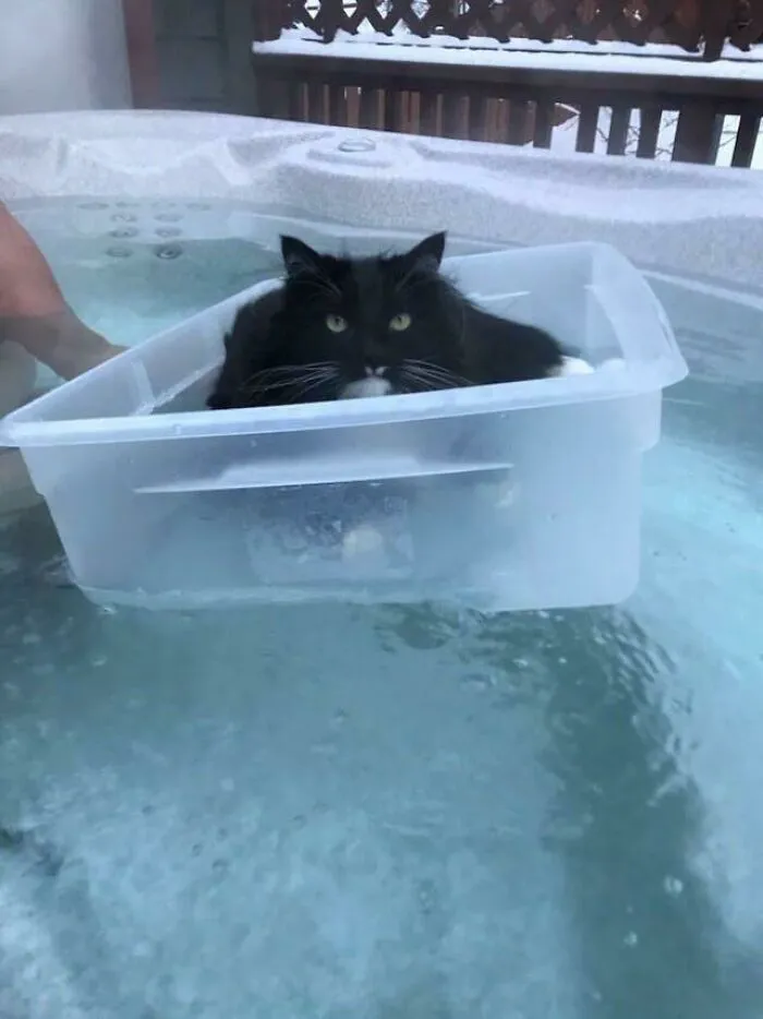 Todos los días, mi gata se sienta en su “bote” dentro del jacuzzi, y se rehúsa a salir incluso después de una hora. Su nombre es Trixie