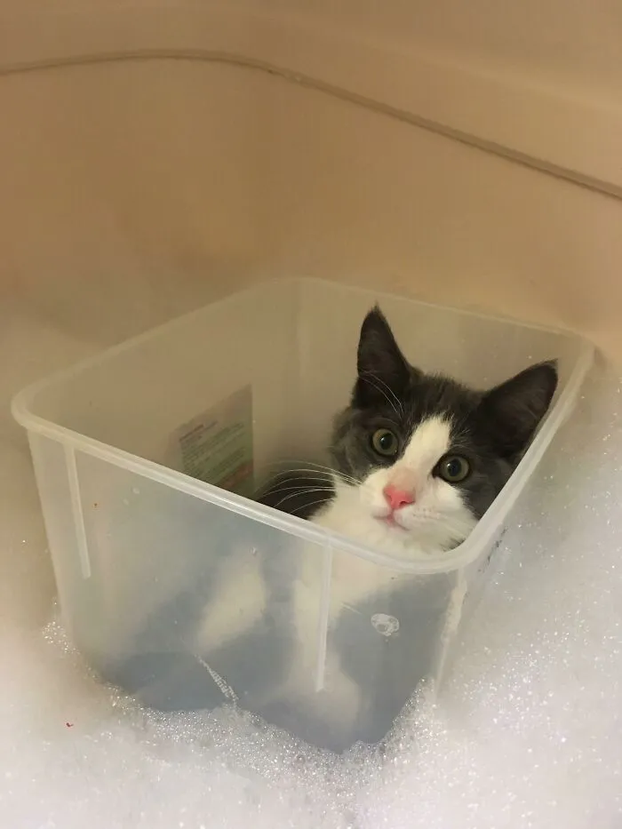 This Weirdo Yells Until I Let Her Join Me In The Bathtub