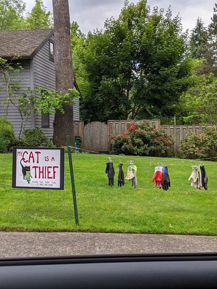 The Cat Burglar Has Struck Again!