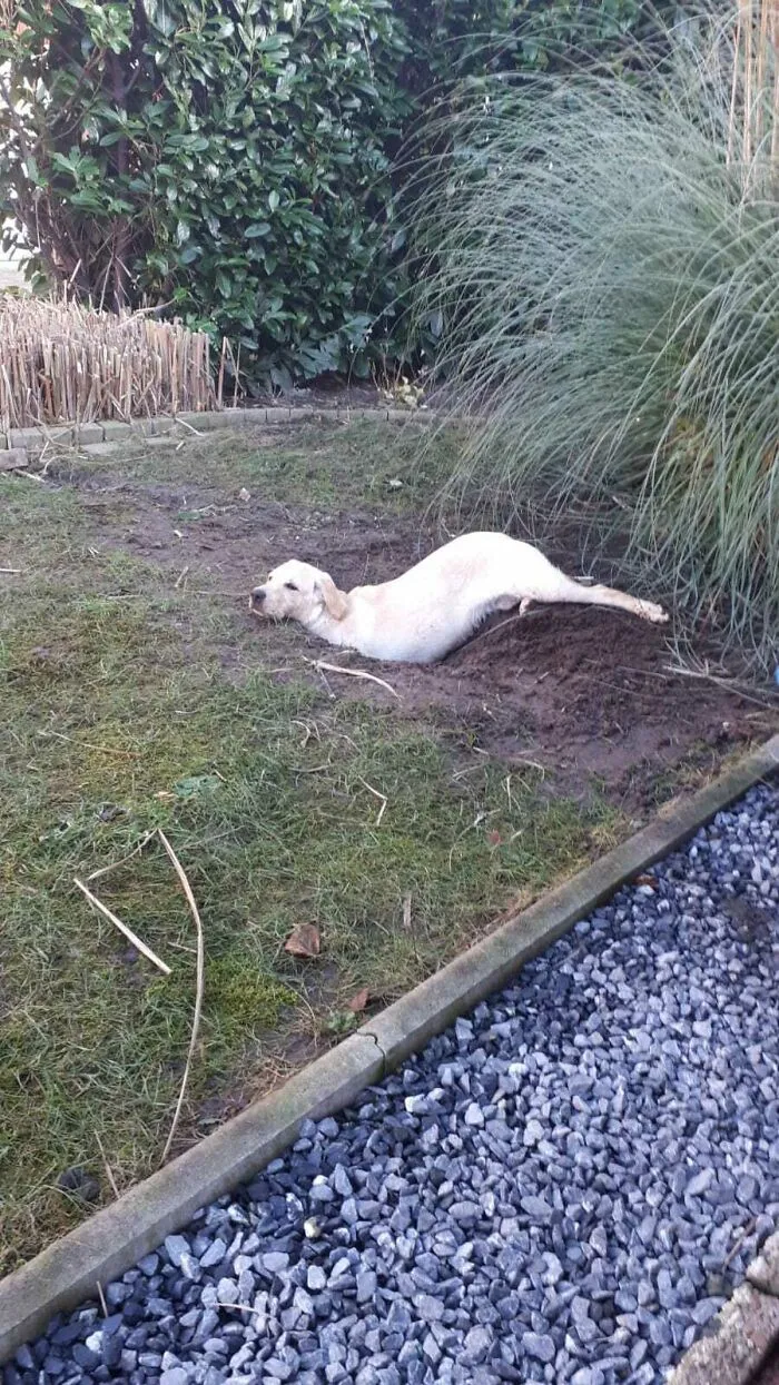 Cavó un pozo solo para poder acostarse sobre él, la amo