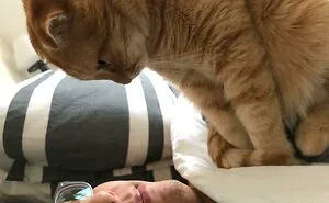 50 Spoiled Cats That Probably Live Better Than You (New Pics)