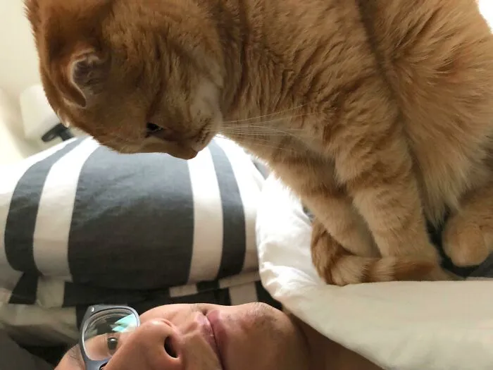 Hobbes es un reloj despertador aterradoramente preciso. Aquí está pidiendo comida