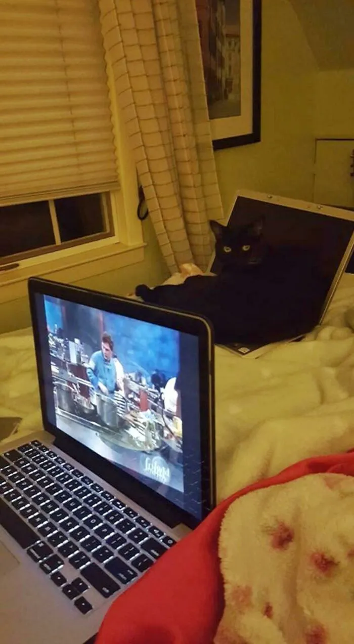 Cuando tienes que darle un portátil falso a tu gato