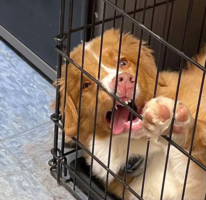 50 Moments Of Dogs Malfunctioning And Their Humans Failing To Resist The Urge To Document It For The #UnflatteringDogPhotoChallenge (New Pics)