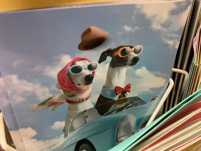 I Saw This At The Post Office A Few Years Ago And I Still Have The Picture. #whippets4life