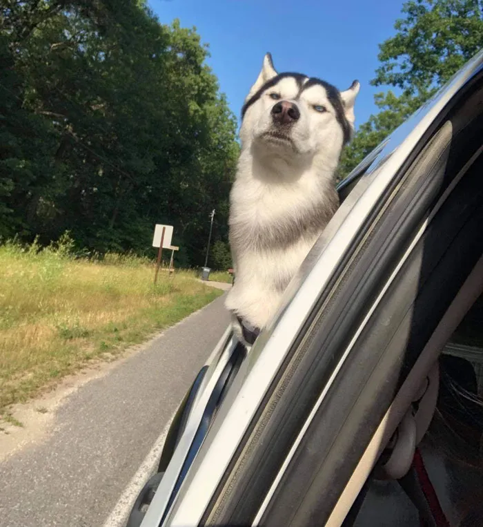 50 Moments Of Dogs Malfunctioning And Their Humans Failing To Resist The Urge To Document It For The #UnflatteringDogPhotoChallenge (New Pics)