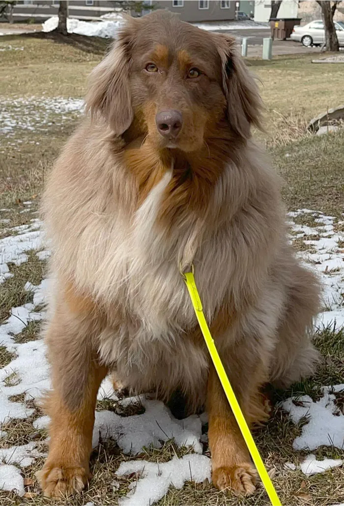 50 Moments Of Dogs Malfunctioning And Their Humans Failing To Resist The Urge To Document It For The #UnflatteringDogPhotoChallenge (New Pics)