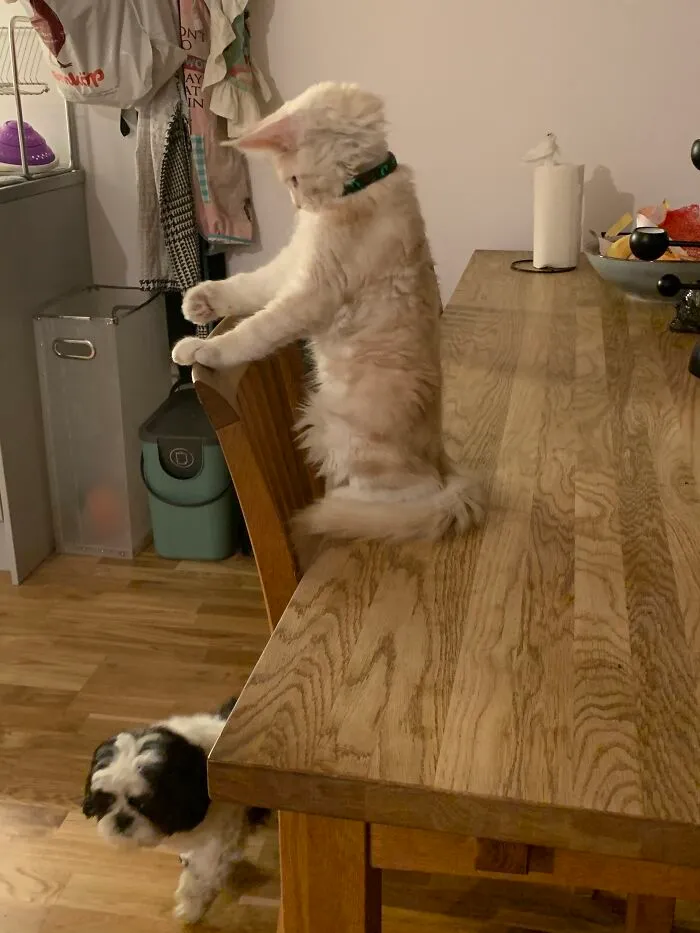 My Kitten Prepares To Attack The Unsuspecting Dog
