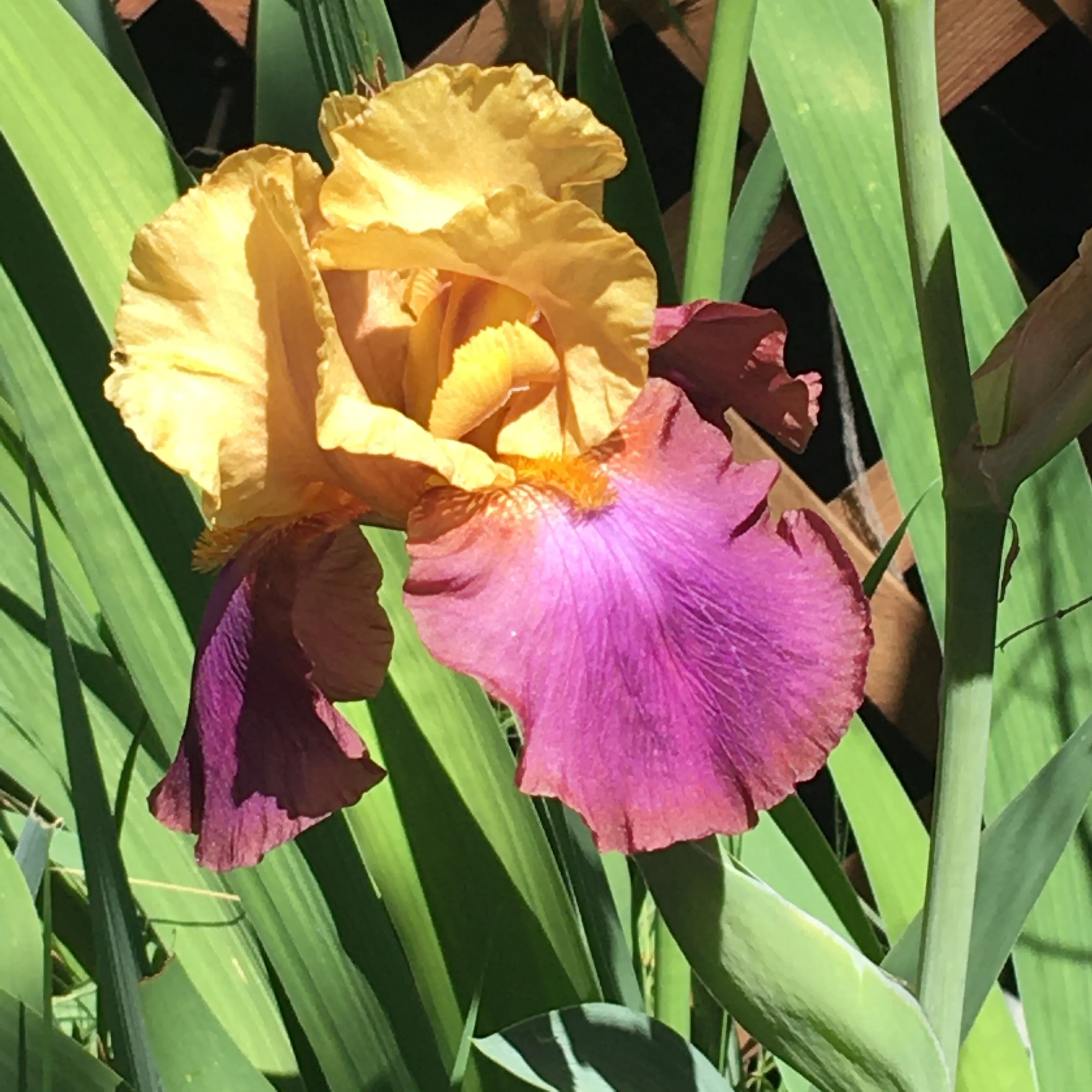 Portland Irises