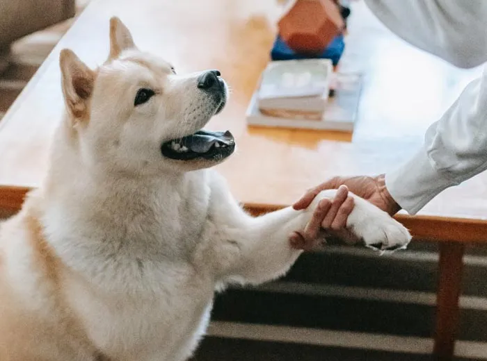 30 Actos increíblemente amables que las mascotas hicieron por sus dueños y que demuestran que el amor de una mascota no tiene límites