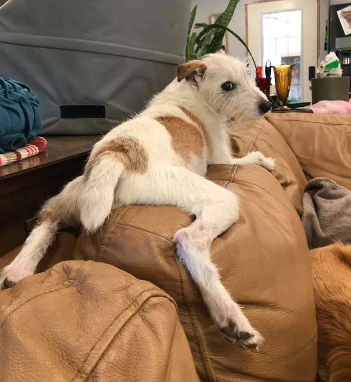 50 Moments Of Dogs Malfunctioning And Their Humans Failing To Resist The Urge To Document It For The #UnflatteringDogPhotoChallenge (New Pics)