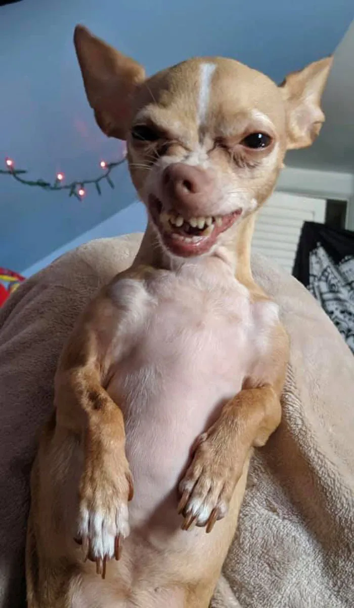 50 Fotos de perros nada favorecidos para el desafío #UnflatteringDogPhotoChallenge