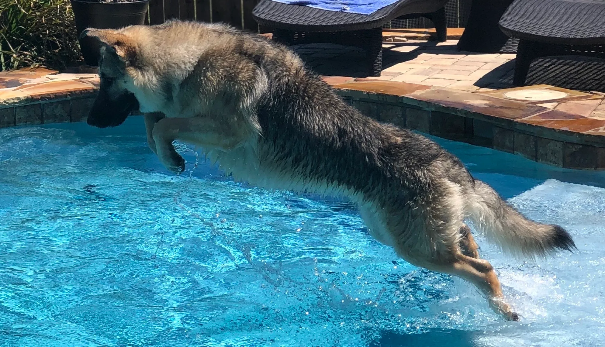 A German Shepherd Doing German Shepherd Things...