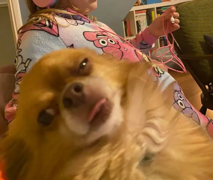 50 Moments Of Dogs Malfunctioning And Their Humans Failing To Resist The Urge To Document It For The #UnflatteringDogPhotoChallenge (New Pics)