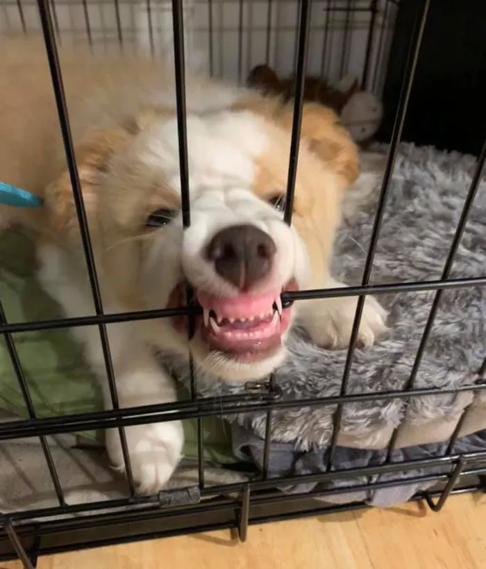 50 Moments Of Dogs Malfunctioning And Their Humans Failing To Resist The Urge To Document It For The #UnflatteringDogPhotoChallenge (New Pics)