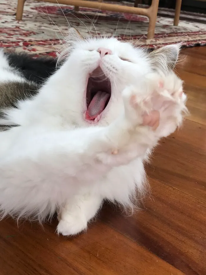 Alba Da Floof