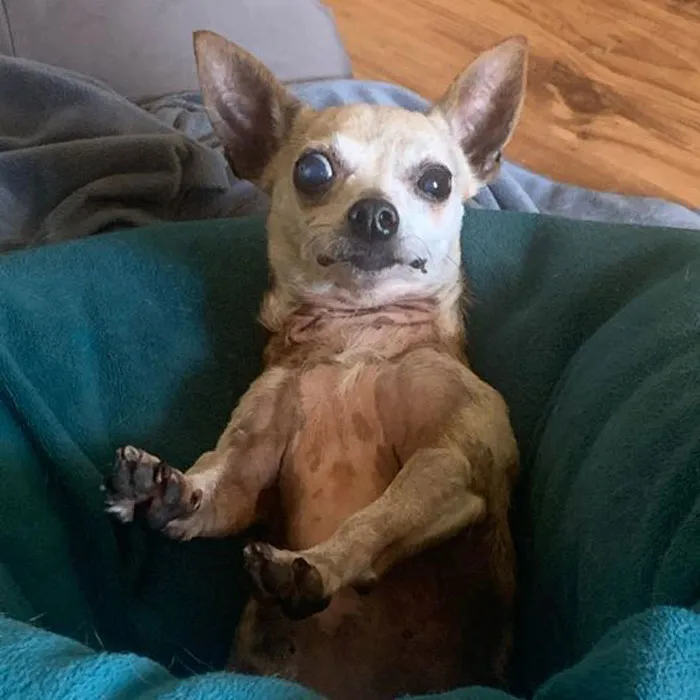 50 Fotos de perros nada favorecidos para el desafío #UnflatteringDogPhotoChallenge