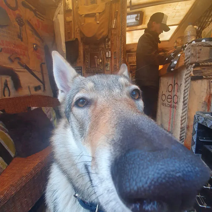 50 Fotos de perros nada favorecidos para el desafío #UnflatteringDogPhotoChallenge
