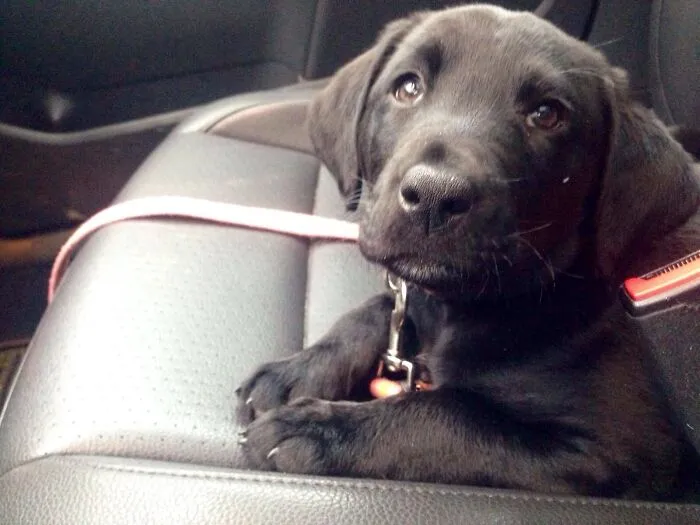 This Is Our Girl, Harvey T, Just Days After We Brought Her Home.