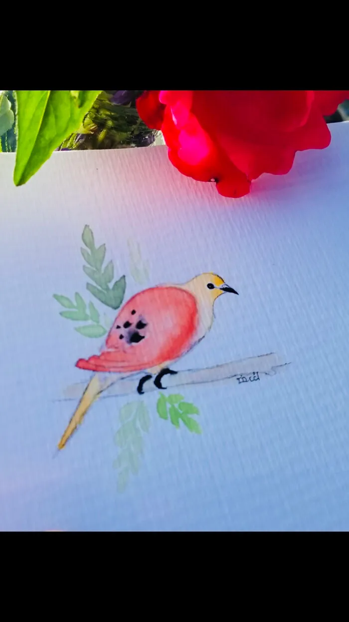 A Grapefruit As A Mourning Dove. Her Name Is Sik.