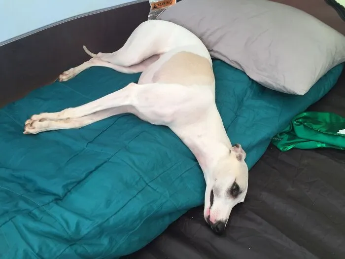 Exhausted Whippie