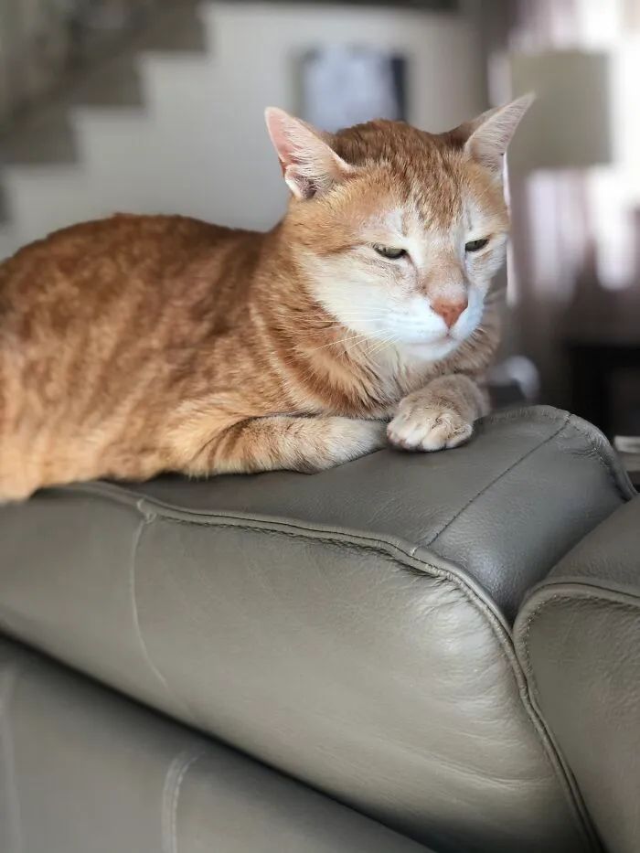 Heh Mi Kitton