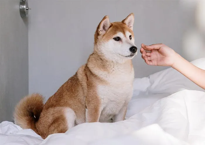 30 Actos increíblemente amables que las mascotas hicieron por sus dueños y que demuestran que el amor de una mascota no tiene límites