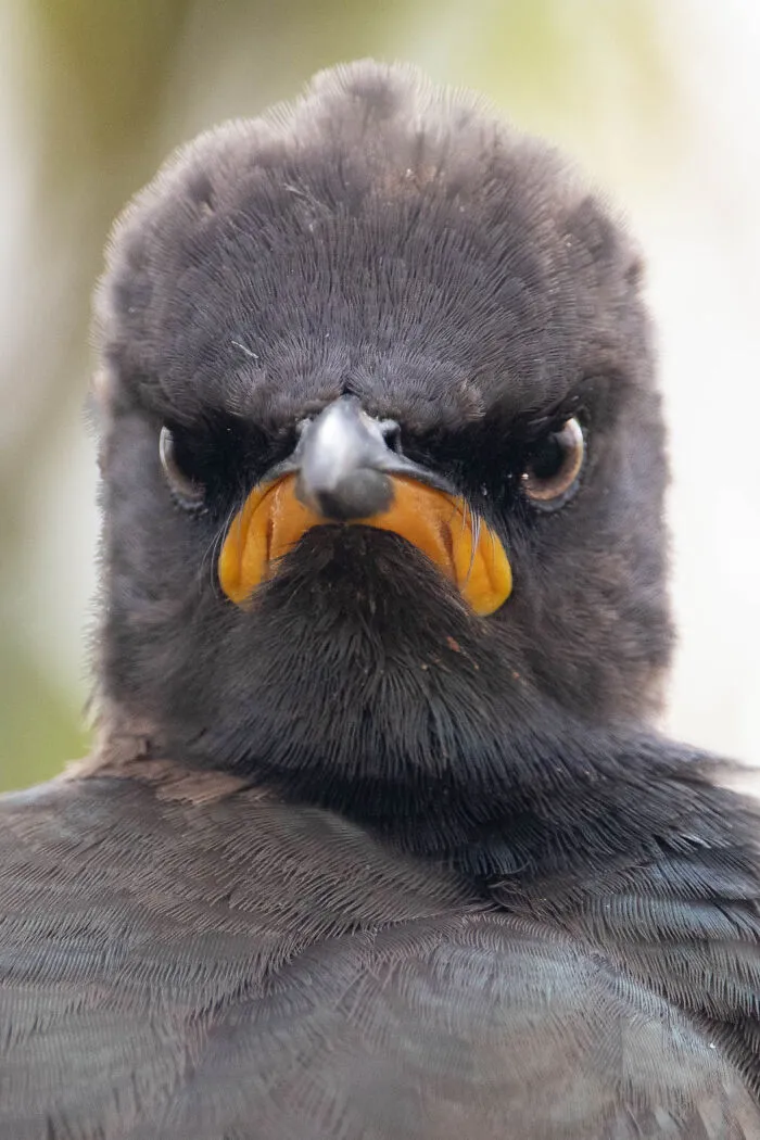 "Monday Morning Mood" By Andrew Mayes