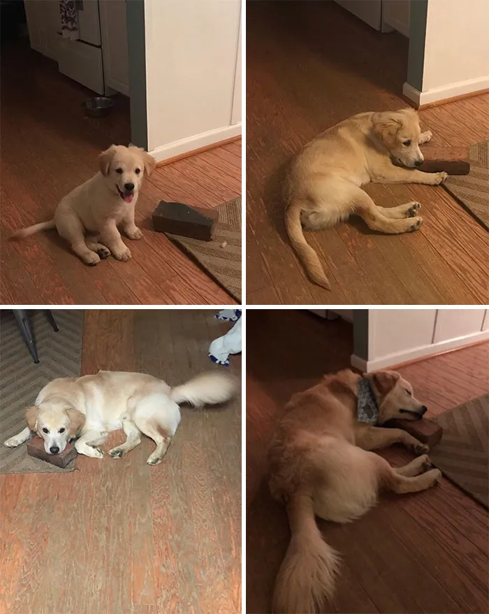 My Dog's Best Friend Is A Brick