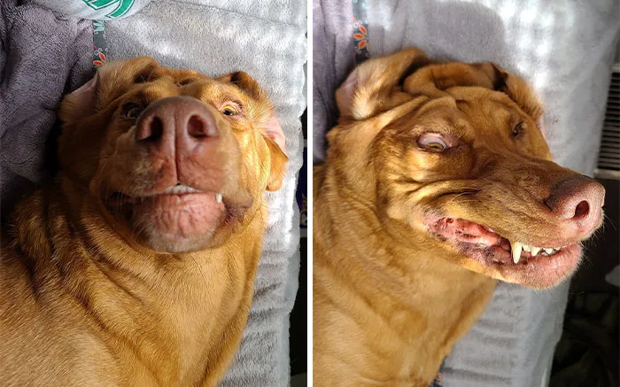 50 Fotos de perros nada favorecidos para el desafío #UnflatteringDogPhotoChallenge