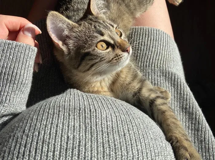 30 Actos increíblemente amables que las mascotas hicieron por sus dueños y que demuestran que el amor de una mascota no tiene límites