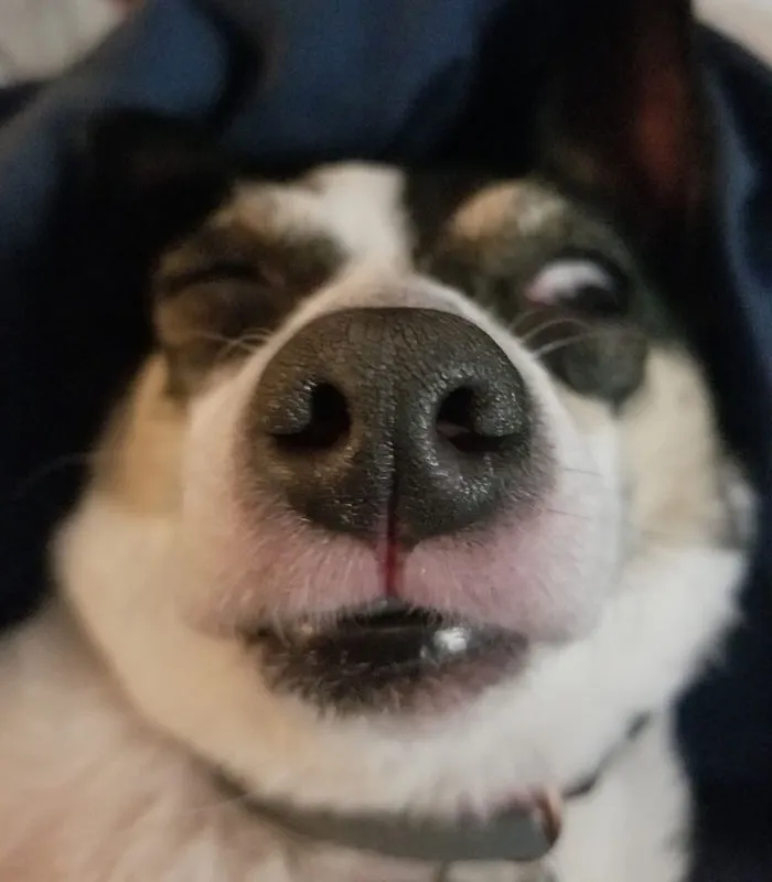 50 Moments Of Dogs Malfunctioning And Their Humans Failing To Resist The Urge To Document It For The #UnflatteringDogPhotoChallenge (New Pics)