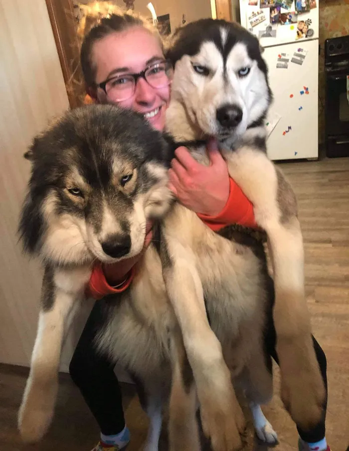 50 Fotos de perros nada favorecidos para el desafío #UnflatteringDogPhotoChallenge