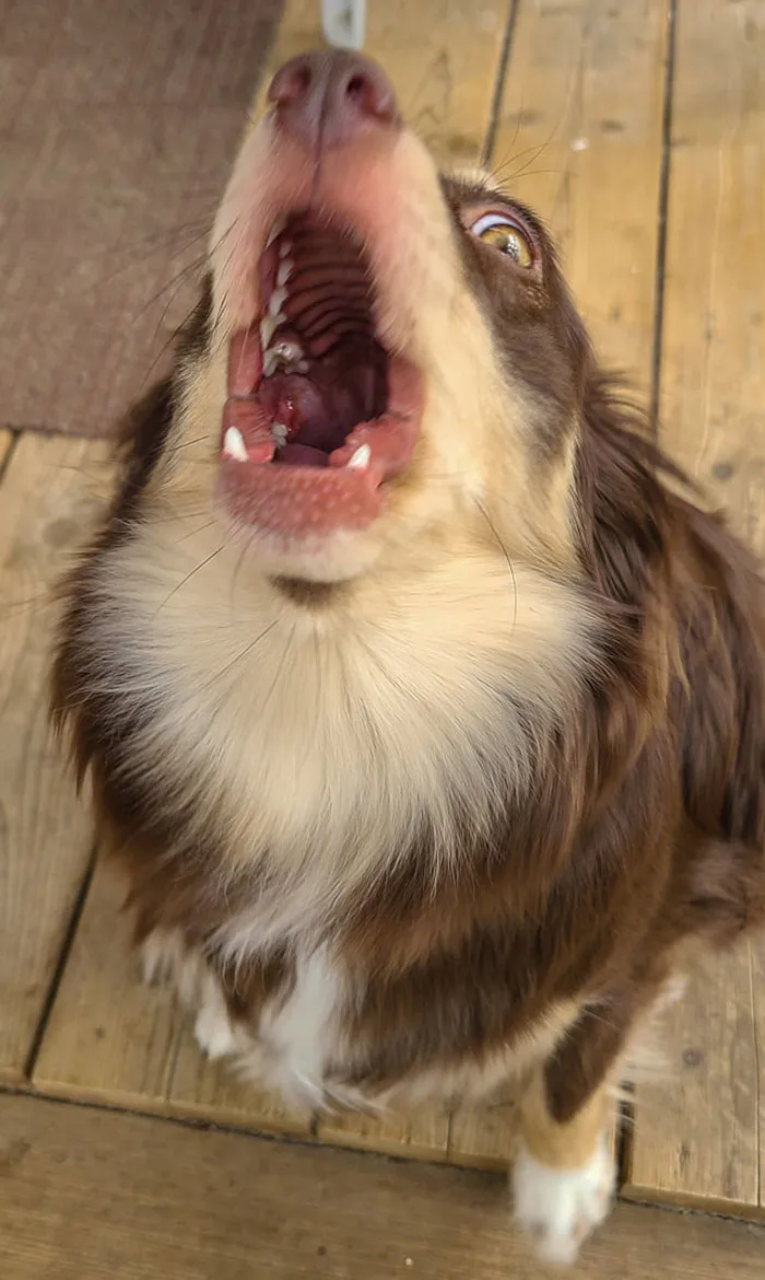 50 Moments Of Dogs Malfunctioning And Their Humans Failing To Resist The Urge To Document It For The #UnflatteringDogPhotoChallenge (New Pics)