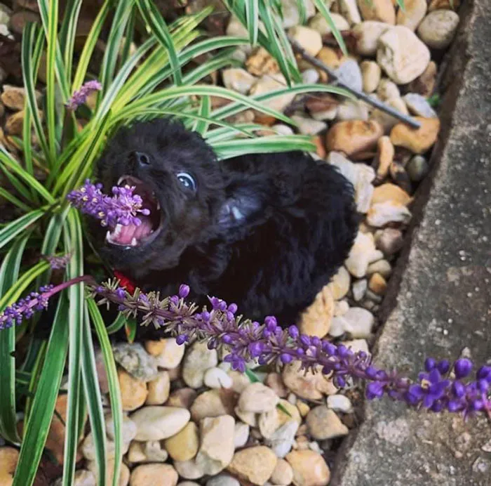50 Moments Of Dogs Malfunctioning And Their Humans Failing To Resist The Urge To Document It For The #UnflatteringDogPhotoChallenge (New Pics)