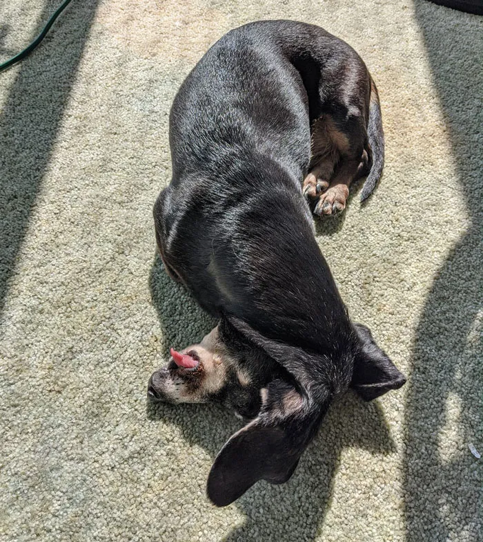 50 Fotos de perros nada favorecidos para el desafío #UnflatteringDogPhotoChallenge