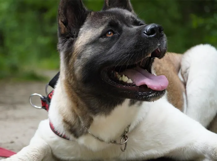 30 Incredibly Kind Acts Pets Did For Their Owners That Prove A Pet's Love Has No Limits