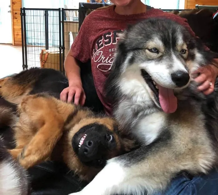 50 Moments Of Dogs Malfunctioning And Their Humans Failing To Resist The Urge To Document It For The #UnflatteringDogPhotoChallenge (New Pics)