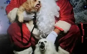 50 Moments Of Dogs Malfunctioning And Their Humans Failing To Resist The Urge To Document It For The #UnflatteringDogPhotoChallenge (New Pics)
