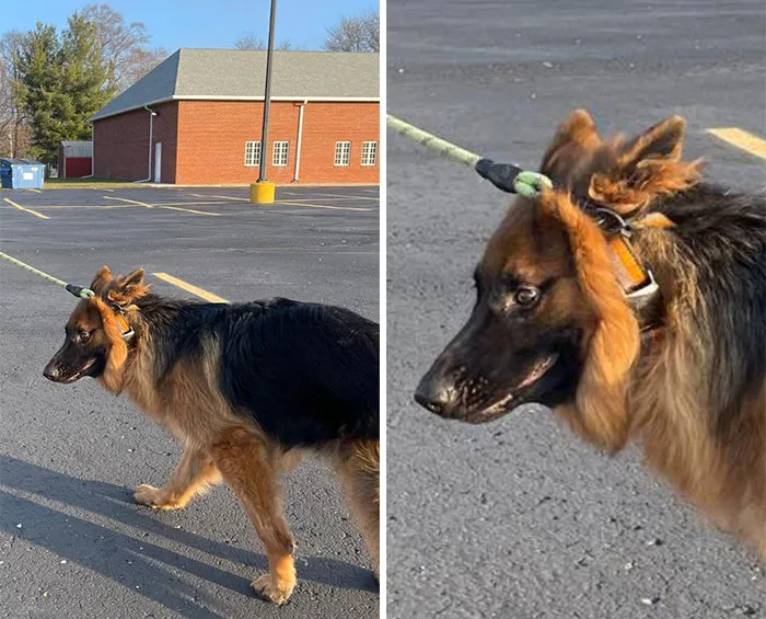 50 Moments Of Dogs Malfunctioning And Their Humans Failing To Resist The Urge To Document It For The #UnflatteringDogPhotoChallenge (New Pics)