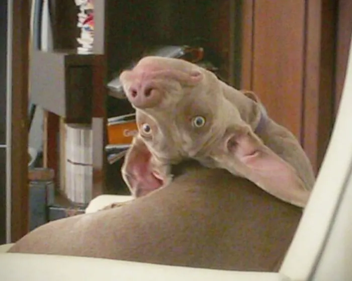 50 Fotos de perros nada favorecidos para el desafío #UnflatteringDogPhotoChallenge