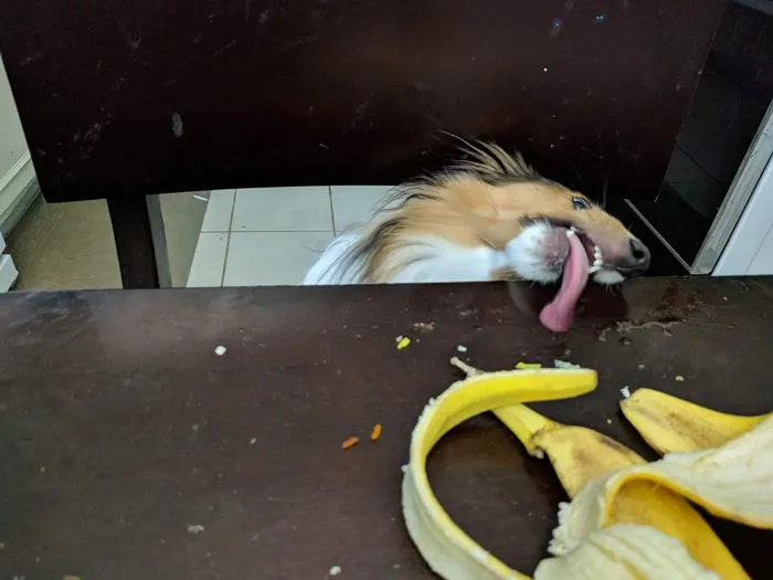 50 Fotos de perros nada favorecidos para el desafío #UnflatteringDogPhotoChallenge