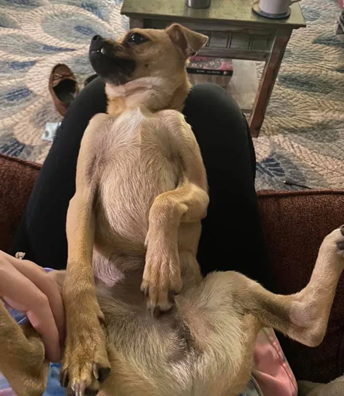 50 Moments Of Dogs Malfunctioning And Their Humans Failing To Resist The Urge To Document It For The #UnflatteringDogPhotoChallenge (New Pics)