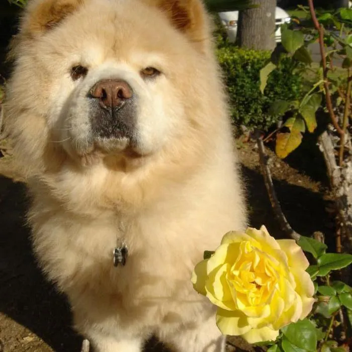 30 Actos increíblemente amables que las mascotas hicieron por sus dueños y que demuestran que el amor de una mascota no tiene límites