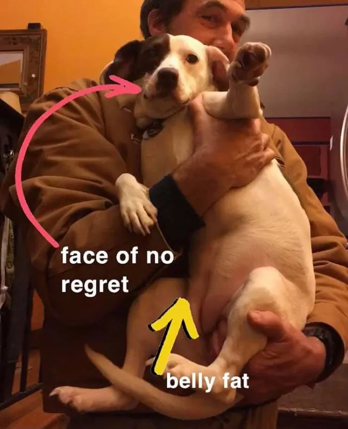 50 Moments Of Dogs Malfunctioning And Their Humans Failing To Resist The Urge To Document It For The #UnflatteringDogPhotoChallenge (New Pics)