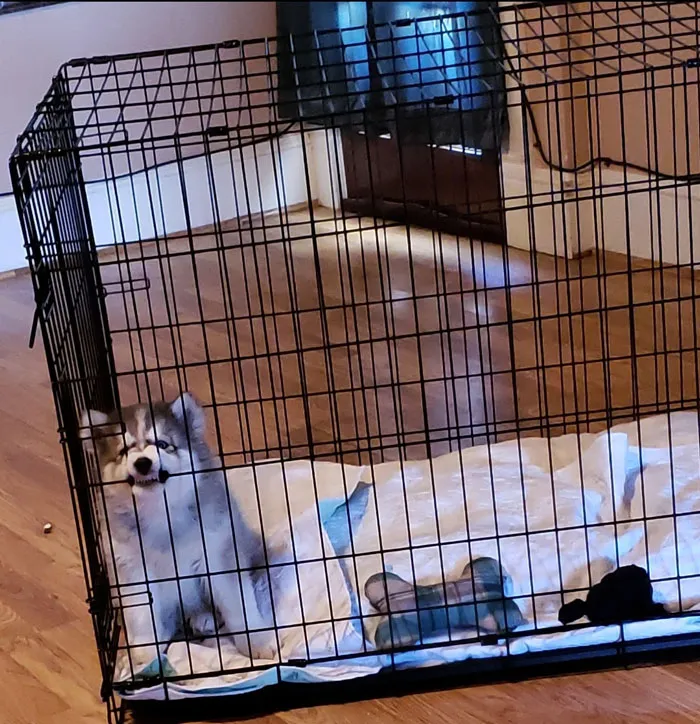 50 Moments Of Dogs Malfunctioning And Their Humans Failing To Resist The Urge To Document It For The #UnflatteringDogPhotoChallenge (New Pics)
