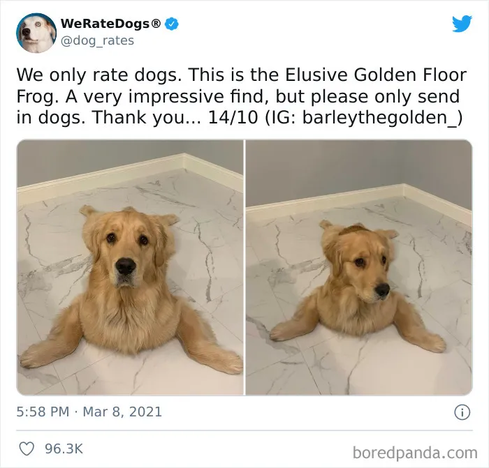 This Twitter Account Rates People's Dogs And It's Hilarious (50 New Pics)